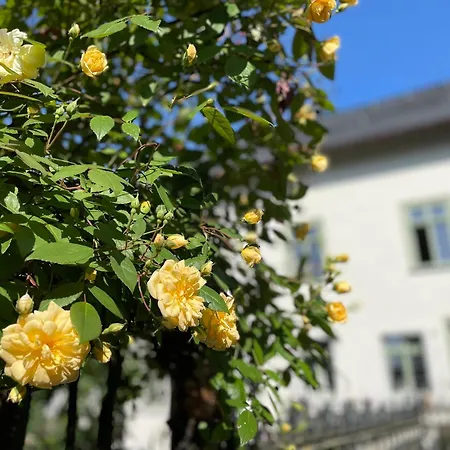 Gut Bunt * Runkel